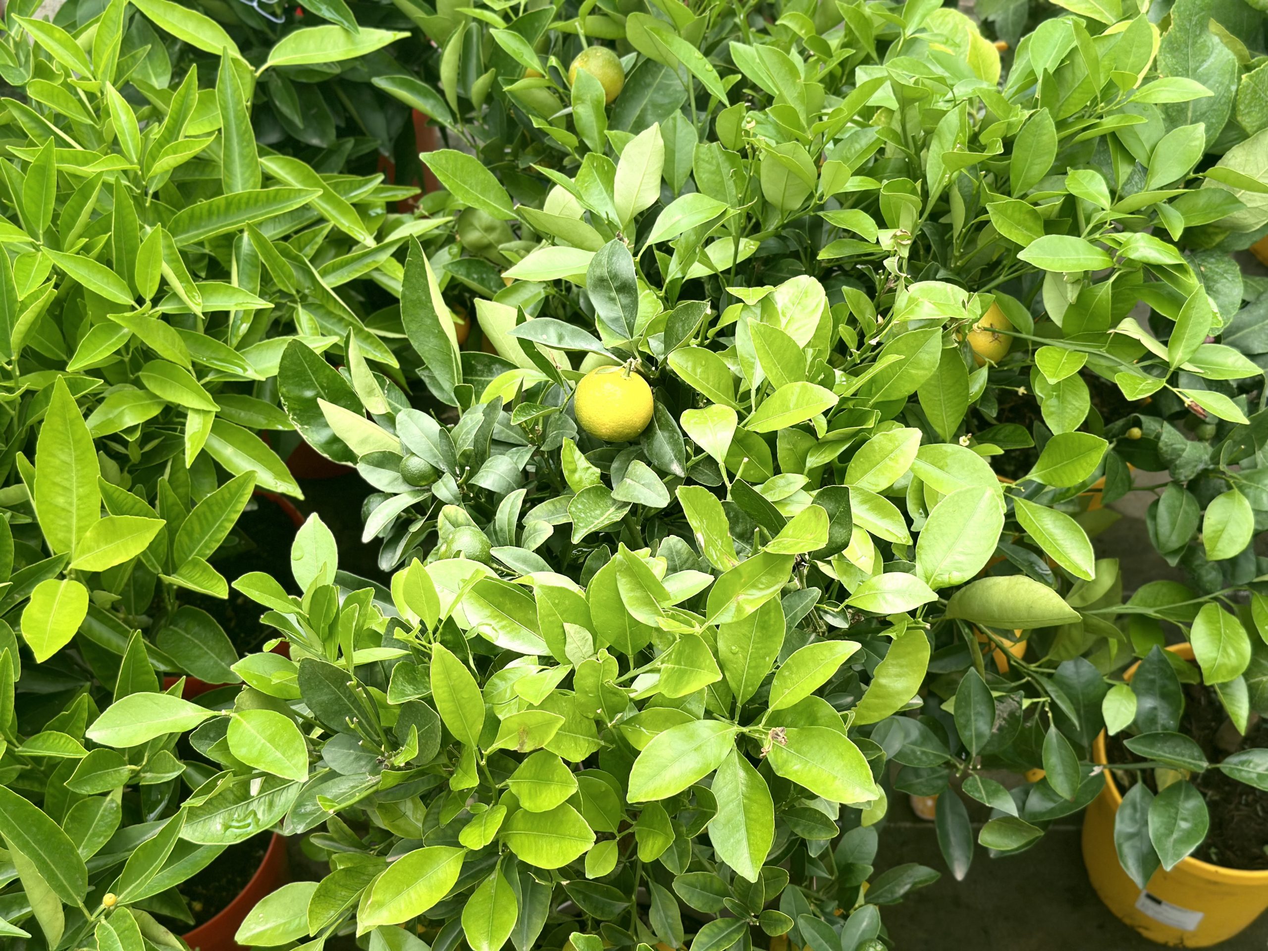 Réalisation de Attitude Jardin