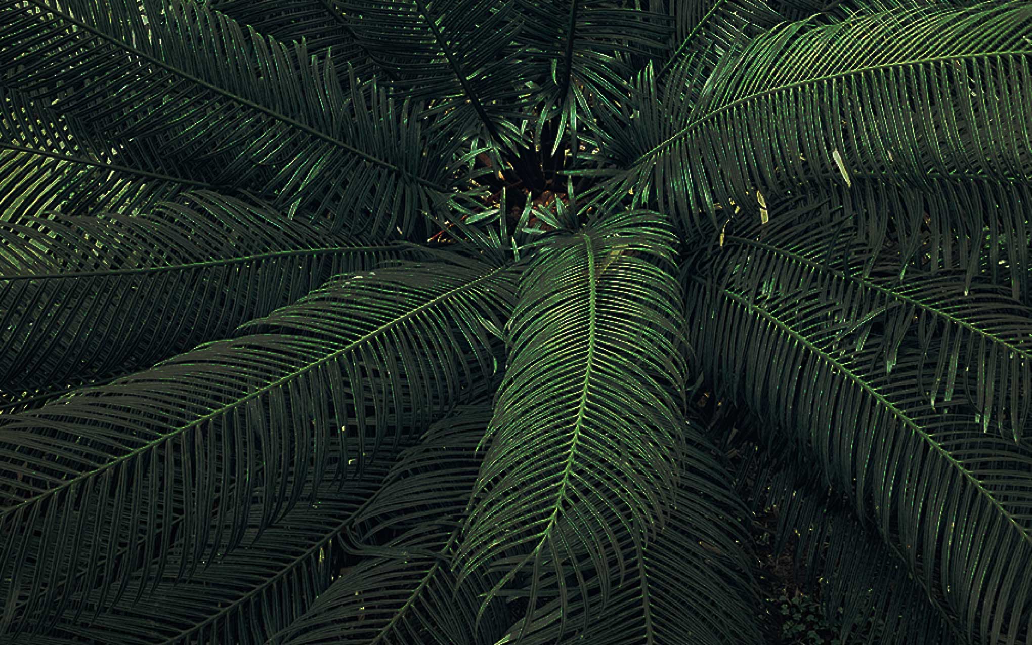 Création de jardin