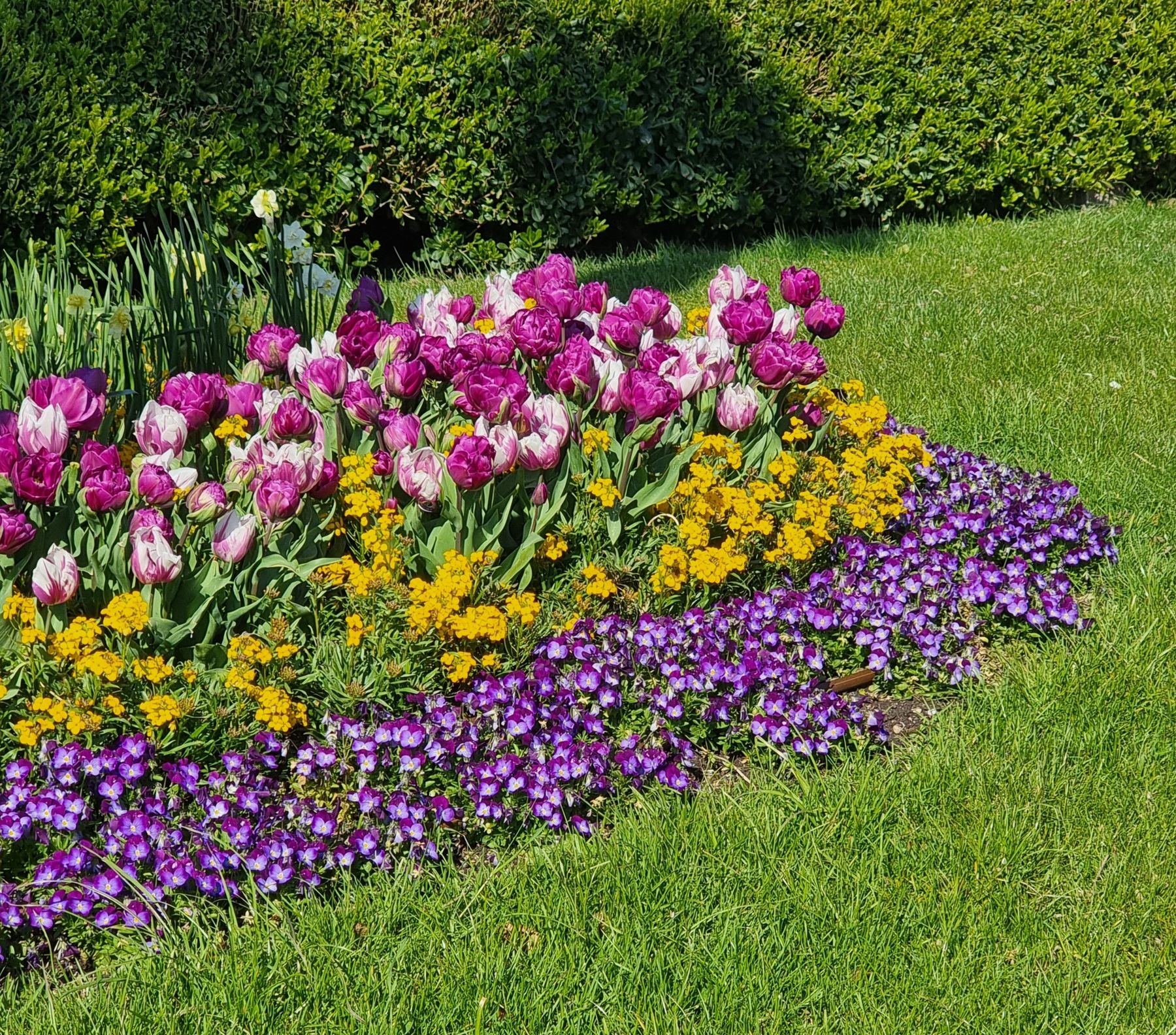 Massif fleuri