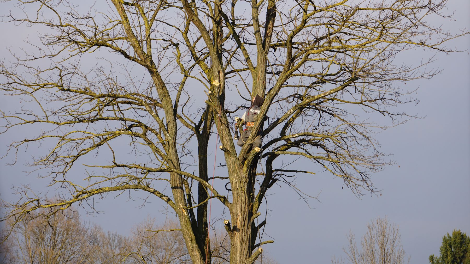 Entretien d'arbre