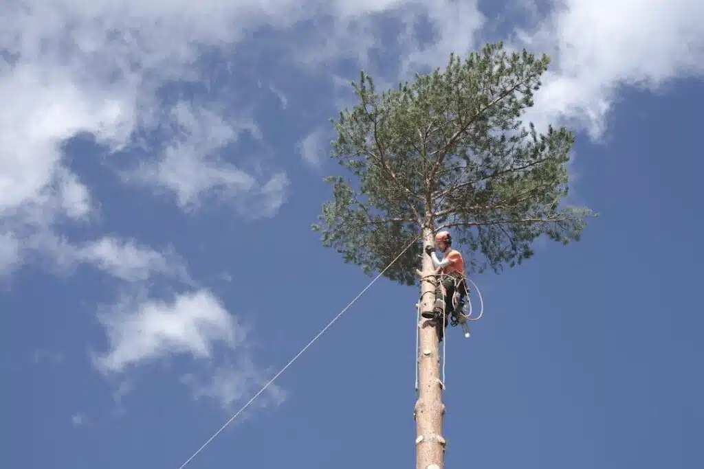 Réalisation de L' Artborist' Grimpeur: Élagueur Abattage d'arbres dangereux Taille d'ornement élagage Débroussaillage 13 Bouches-du-Rhône
