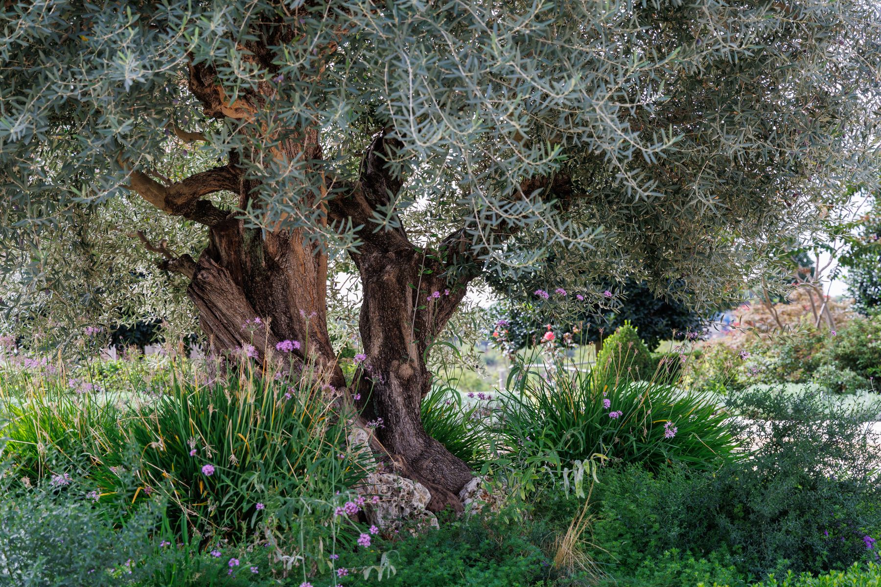 Oliviers & arbres