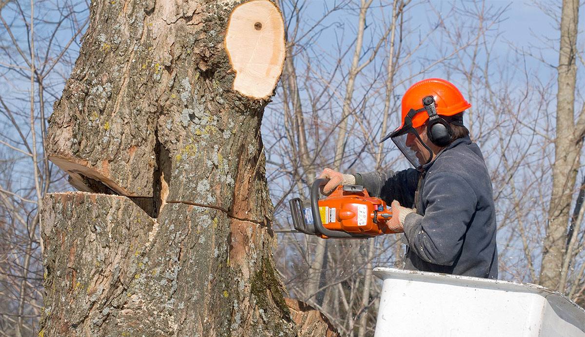 Réalisation de Terre Et Foret